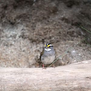 Bird House - White-throated Sparrow