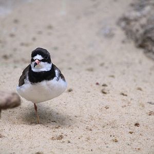 Bird House - Semipalmated Plover