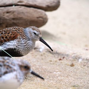 Bird House - Eastern Dunlin