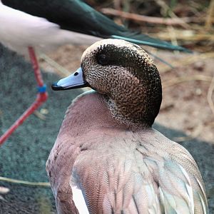 Bird House - American Wigeon