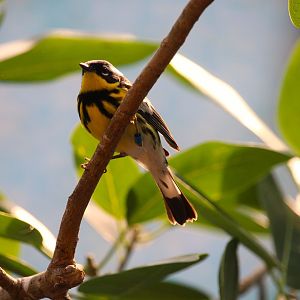 Bird House - Magnolia Warbler