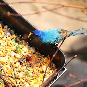 Bird House - Indigo Bunting