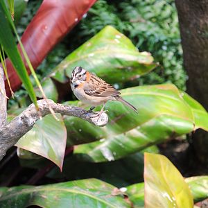 Bird House - Rufous-collared Sparrow