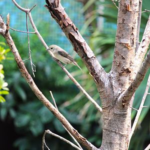 Bird House - Scarlet Tanager