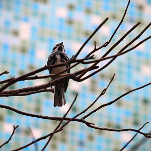 Bird House - Black-and-white Warbler