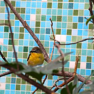 Bird House - Eastern Yellow-breasted Chat