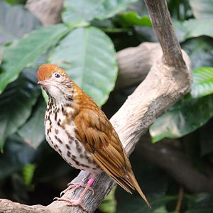 Bird House - Wood Thrush