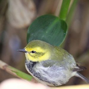 Bird House - Black-throated Green Warbler