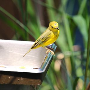 Bird House - Yellow Warbler