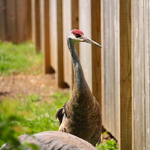 Bird House - Sandhill Crane