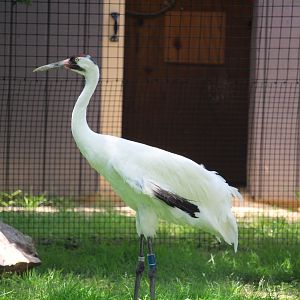 Bird House - Whooping Crane