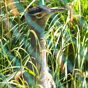 Bird House - Kori Bustard