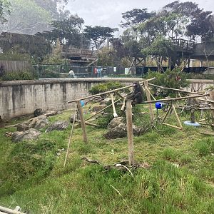 Mandrill habitat