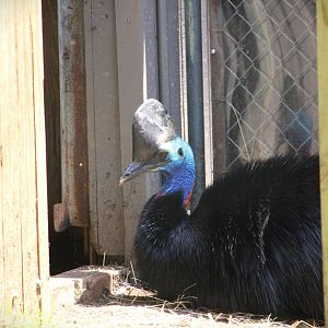 Bird House - Southern Cassowary