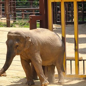 Elephant Trails - Asian Elephant
