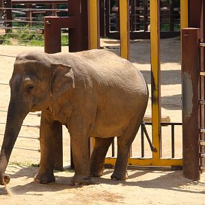 Elephant Trails - Asian Elephant