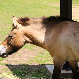 Small Mammal House - Wild Horse