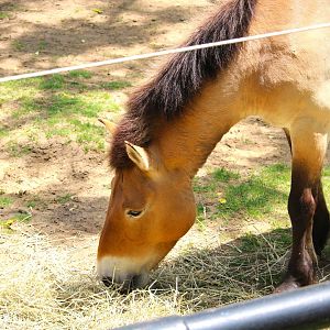 Small Mammal House - Wild Horse