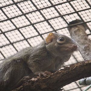 Small Mammal House - Northern Treeshrew