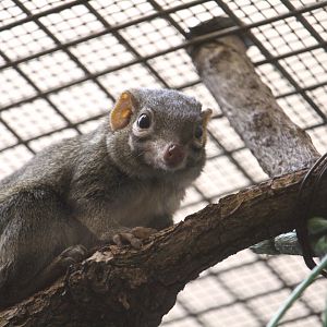 Small Mammal House - Northern Treeshrew