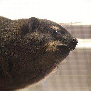 Small Mammal House - Rock Hyrax