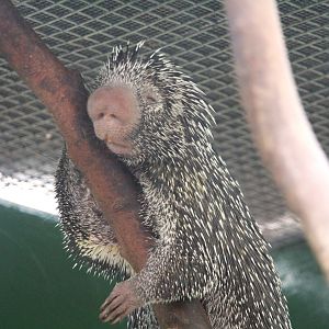 Small Mammal House - Brazilian Porcupine