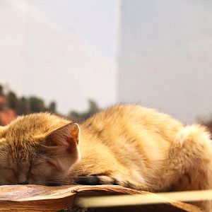 Small Mammal House - Asian Sand Cat