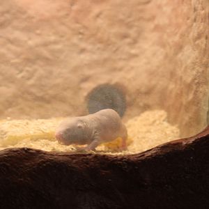 Small Mammal House - Naked Mole-Rat