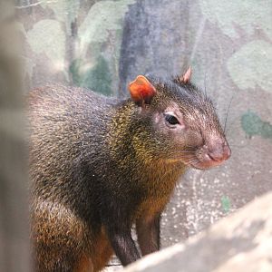 Small Mammal House - Red-rumped Agouti