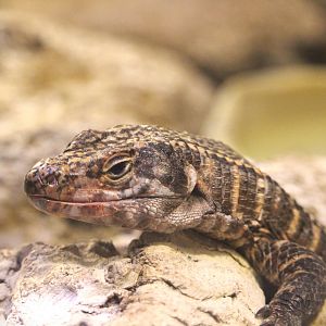 Reptile & Amphibian Discovery Center - Giant Plated Lizard