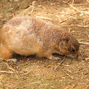 Paws & Claws Pathway - Black-tailed Prairie Dog