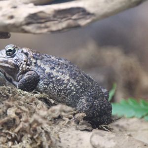 Amazonia - Fowler's Toad