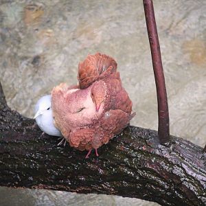 Bird House - Ruddy Quail-Dove and Blue Ground-Dove