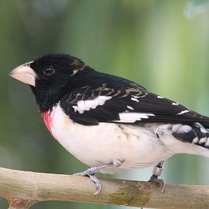 Bird House - Rose-breasted Grosbeak