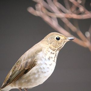 Bird House - Swainson's Thrush