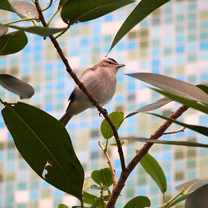 Bird House - Red-eyed Vireo