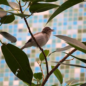 Bird House - Red-eyed Vireo