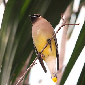 Bird House - Cedar Waxwing