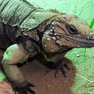 Cayman blue iguana (Cyclura lewisi)