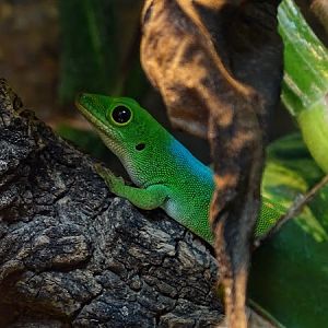 Pasteur's day gecko (Phelsuma pasteuri)