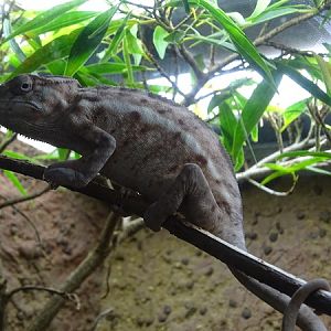 Panther chameleon (Furcifer pardalis) female