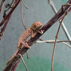 Panther chameleon (Furcifer pardalis) hatchling