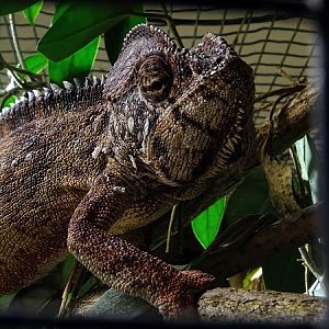 Giant Madagascar chameleon (Furcifer oustaleti)