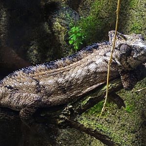 Giant Madagascar chameleon (Furcifer oustaleti)