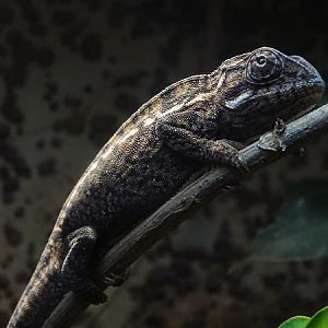 Carpet chameleon (Furcifer lateralis)