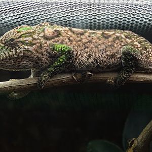 Carpet chameleon (Furcifer lateralis)