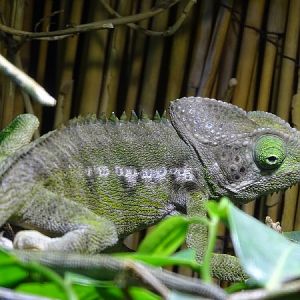 Spiny chameleon  (Furcifer verrucosus)