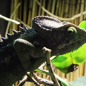 Spiny chameleon  (Furcifer verrucosus)
