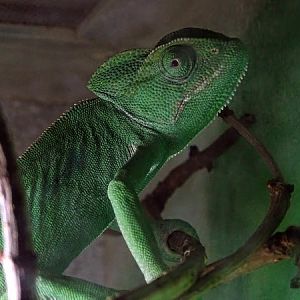African chameleon (Chamaeleo africanus)(BtS)