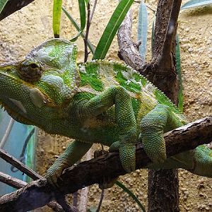 Veiled chameleon (Chamaeleo calyptratus)